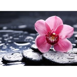 Vaaleanpunainen orkidea -timanttimaalaus WD035