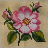 Villiruusu-ensimmäinen kanavatyöni 6748